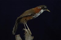 藏品(小彎嘴)的圖片